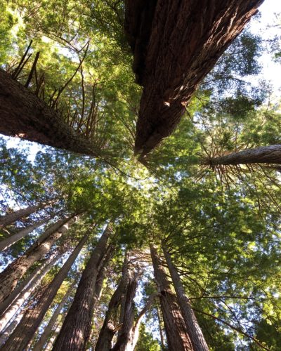 redwood blog slider