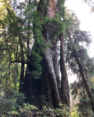 redwoods redwoods