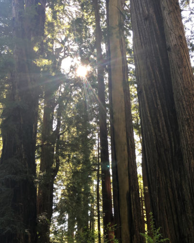 redwood redwood