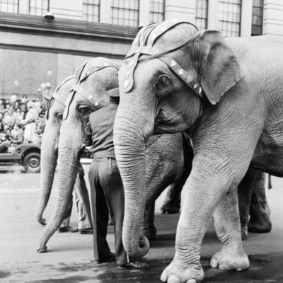 macys parade elephants 2